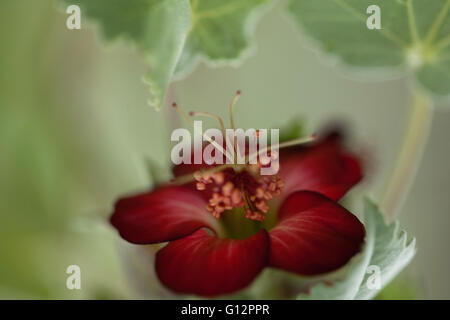 Abutilon menziesii, known as Koʻoloaʻula in Hawaiian, is an endangered species of flowering shrub in the mallow family, Malvacea Stock Photo