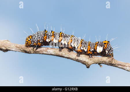 An Eight-spotted Forester Moth (Alypia octomaculata) caterpillar (larva) perches on a twig. Stock Photo