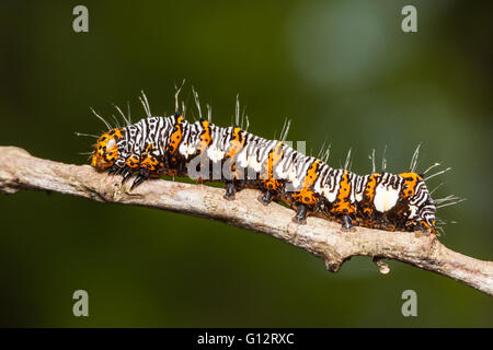 An Eight-spotted Forester Moth (Alypia octomaculata) caterpillar (larva) perches on a twig. Stock Photo