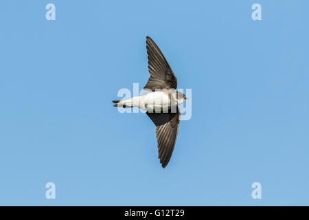 Sand martin, Riparia riparia, also known as bank swallow in flight, hovering in the sky in search for a prey. Stock Photo