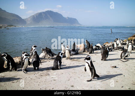 BETTY'S BAY WESTERN CAPE SOUTH AFRICA - APRIL-2016 - A colony of African penguins on the coast at Betty's Bay. They are also kno Stock Photo