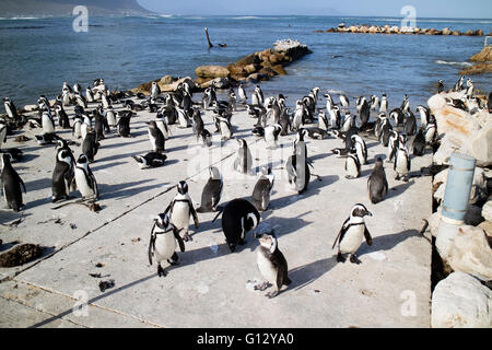 BETTY'S BAY WESTERN CAPE SOUTH AFRICA - APRIL-2016 - A colony of African penguins on the coast at Betty's Bay. They are also kno Stock Photo