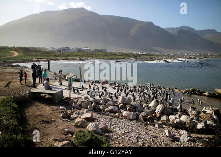 BETTY'S BAY WESTERN CAPE SOUTH AFRICA - APRIL-2016 - A colony of African penguins on the coast at Betty's Bay. They are also kno Stock Photo