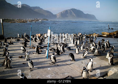 BETTY'S BAY WESTERN CAPE SOUTH AFRICA - APRIL-2016 - A colony of African penguins on the coast at Betty's Bay. They are also kno Stock Photo