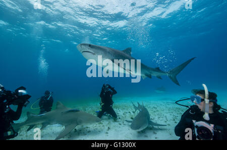 Tiger shark, galeocerdo cuvier, underwater in The Bahamas, Caribbean Stock Photo