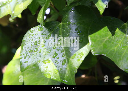 Green ivy leaves with water drops after rain Stock Photo