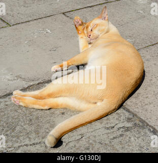 Cat laying down having a snooze. Stock Photo