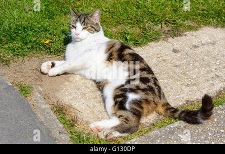 Tabby cat laying down relaxing. Stock Photo