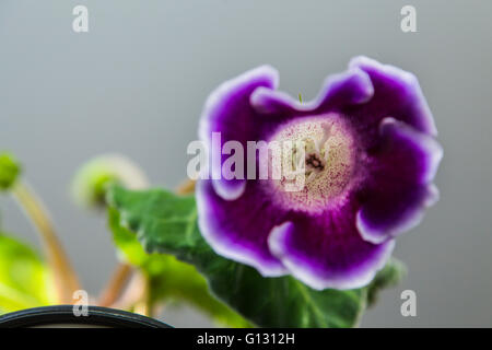 Beautiful purple flowers Gloxinia Stock Photo