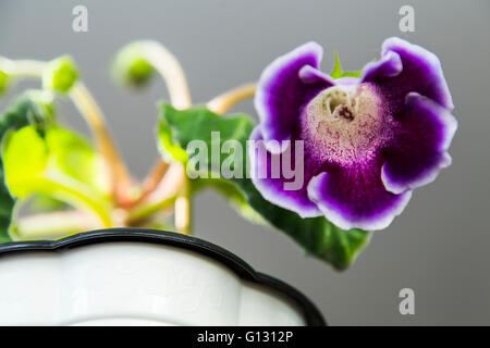 Beautiful purple flowers Gloxinia Stock Photo