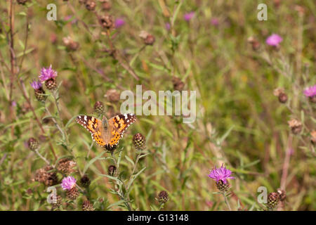 Painted Lady, Cynthia cardui, Single adult resting on Common Knapweed. Essex, UK.