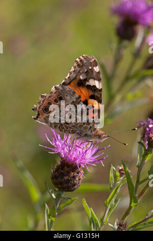 Painted Lady, Cynthia cardui, Single adult feeding on Common Knapweed. Essex, UK.