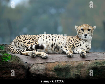 Northern cheetah  and  cubs at  whipsnade zoo Stock Photo