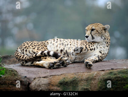 Northern cheetah  and  cubs at  whipsnade zoo Stock Photo