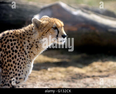 Northern cheetah  and  cubs at  whipsnade zoo Stock Photo