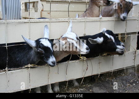 Cute little young goats peering through a fence. Stock Photo