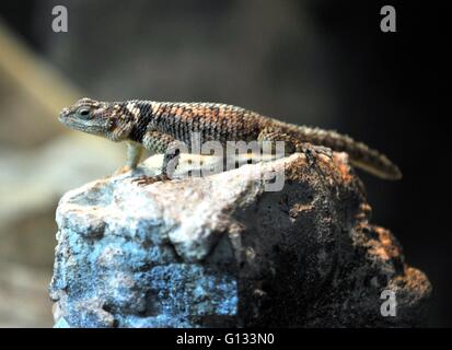 blue spiny lizard, at Whipsnade Zoo Stock Photo