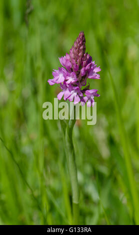 Pyramidal orchid, Anacamptis pyramidalis, orchis, Bordeaux, France. Stock Photo