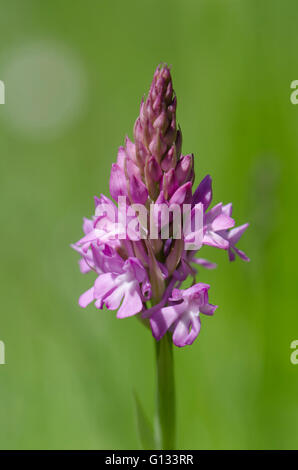 Pyramidal orchid, Anacamptis pyramidalis, orchis, Bordeaux, France. Stock Photo