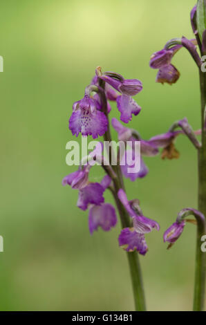 Green-winged orchid, green-veined orchid, Anacamptis morio, Bordeaux, France. Stock Photo
