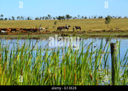 A large mob of cattle walk behind a dam with numerous waterbirds on Eidsvold Station. Stock Photo