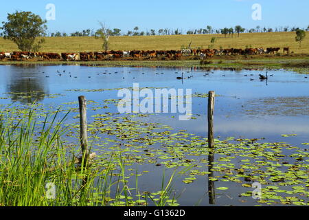 A large mob of cattle walk behind a dam on Eidsvold Station where there are two black swans and numerous waterbirds. Stock Photo