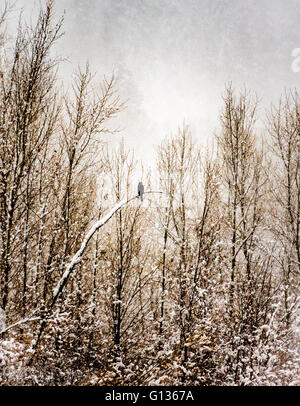 Solitary hawk on a curved branch during snow Stock Photo