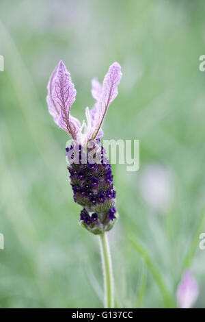 Lavandula 'Marshwood'. French lavender flower. Stock Photo