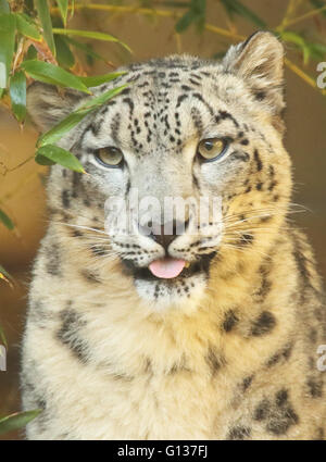 A playful portrait of a Snow Leopard. Stock Photo