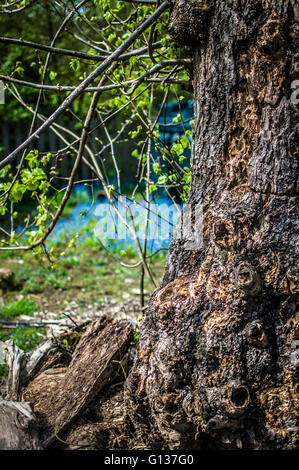Old gnarled tree with bluebells in background Stock Photo
