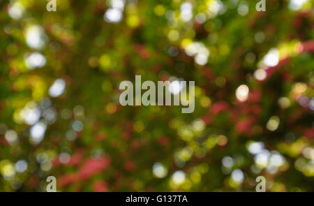 Coloured bokeh small predominance of green color Stock Photo