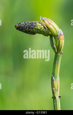 Marsh horsetail (Equisetum palustre) fertile cone. Detail of the reproductive structure of plant in the family Equisetaceae Stock Photo