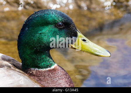 Mallard Drake male duck closeup portrait Stock Photo