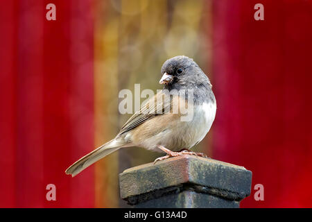 Dark-eyed Junco male bird perched on a pole in Oregon Stock Photo