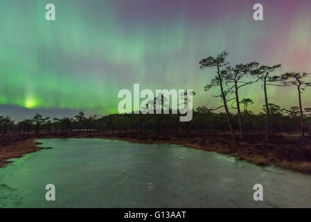 Northern lights in the night over the bog pool Stock Photo