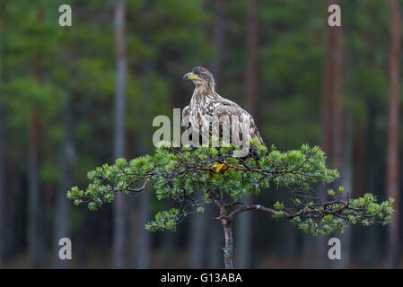 Young White-tailed Eagle sitting on the pine tree Stock Photo