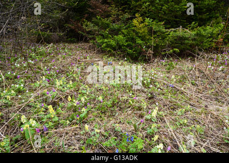 Wild primroses: Erythronium sibiricum, Anemone altaica, Corydalis bracteata and Pulmonaria mollis Stock Photo