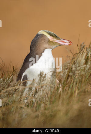 Yellow Eyed Penguin, Katiki Point, Otago, South Island, New Zealand Stock Photo
