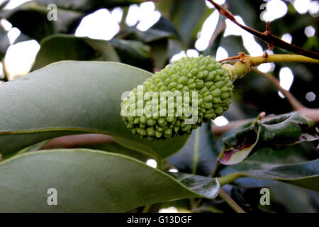 Litchi Chinensis, Lychee, Litchi, evergreen tropical tree with dark green shining leaves and round to ovoid fruits, ripening red Stock Photo