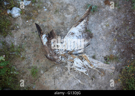 Dead Eurasian Buzzard (Buteo buteo) on ground. Lleida province. Catalonia. Spain. Stock Photo
