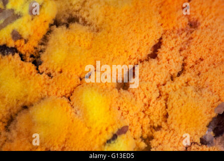 Mold growing rapidly on moldy rice in yellow and orange spores Stock ...