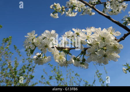 Cherry blossom Stock Photo