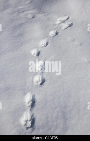 Timber wolf tracks in the snow on Kabetogama Lake, Voyageurs National Park, Minnesota, USA Stock Photo