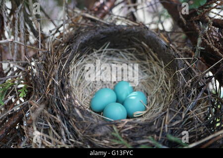 Robin's nest that has four blue eggs in it.