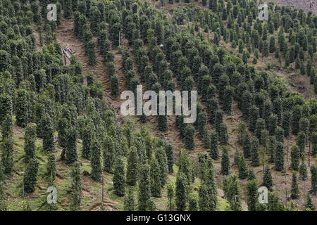 Plantation of black pepper (Piper nigrum) in Sarawak, Malaysia. Stock Photo