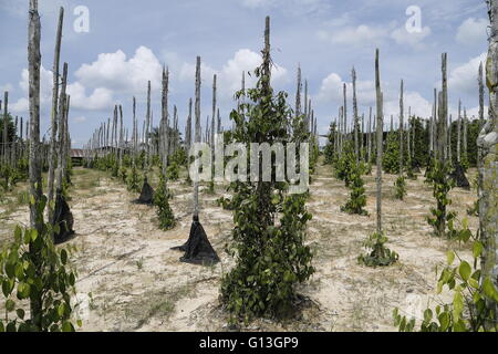 Plantation of black pepper (Piper nigrum) in Sarawak, Malaysia. Stock Photo