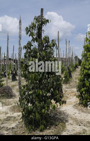 Plantation of black pepper (Piper nigrum) in Sarawak, Malaysia. Stock Photo