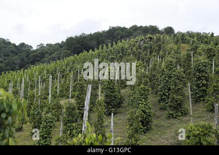 Plantation of black pepper (Piper nigrum) in Sarawak, Malaysia. Stock Photo