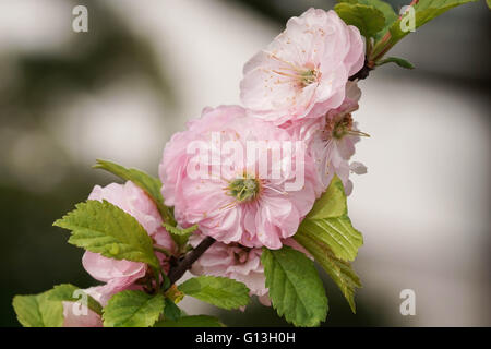 Dwarf Almond, herold of spring Stock Photo