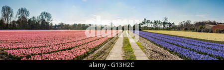 Tiled road through the pink, purple blue and white hyacinth fields to the flower farm on the horizon - panorama Stock Photo